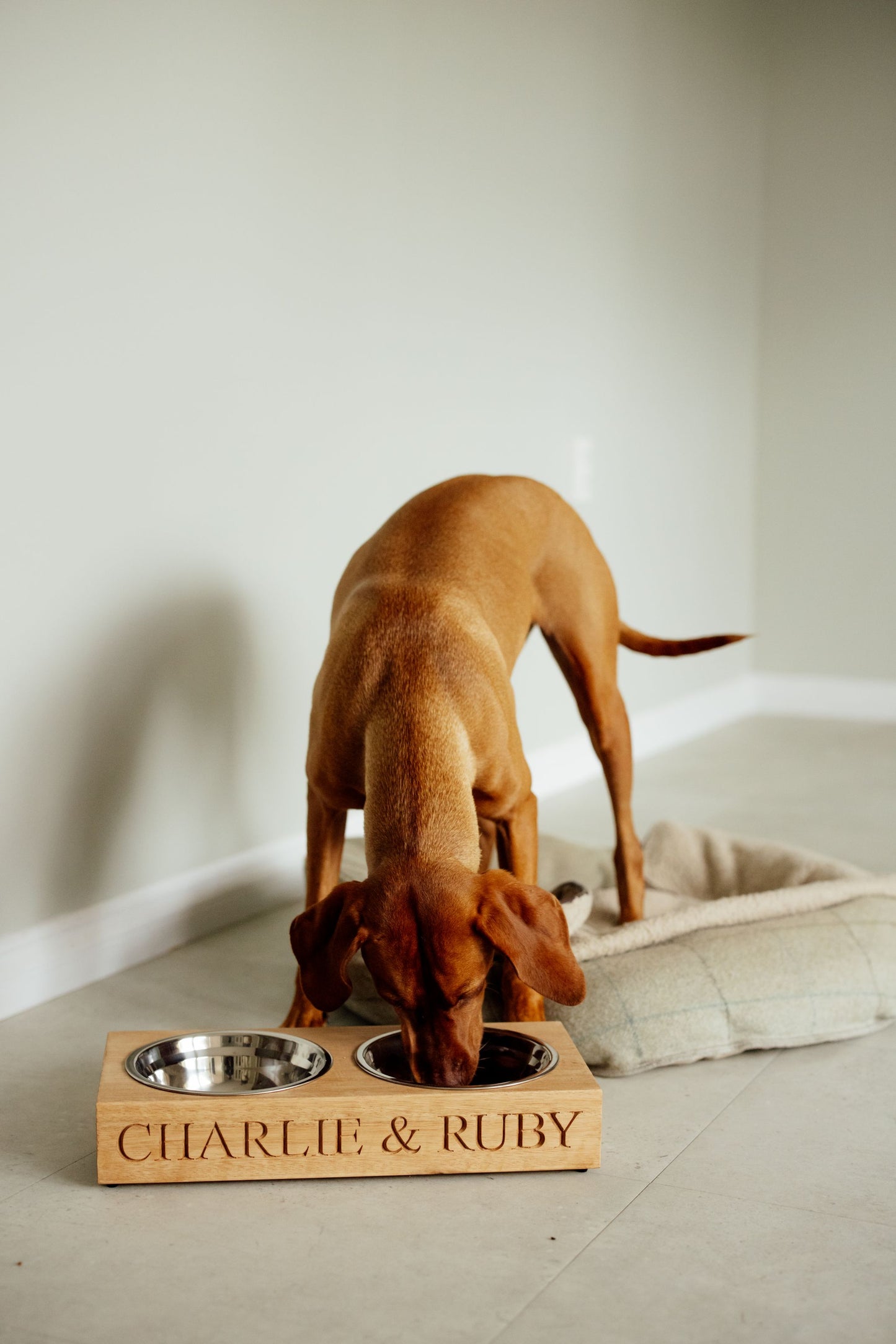 The Double Homestead Hound