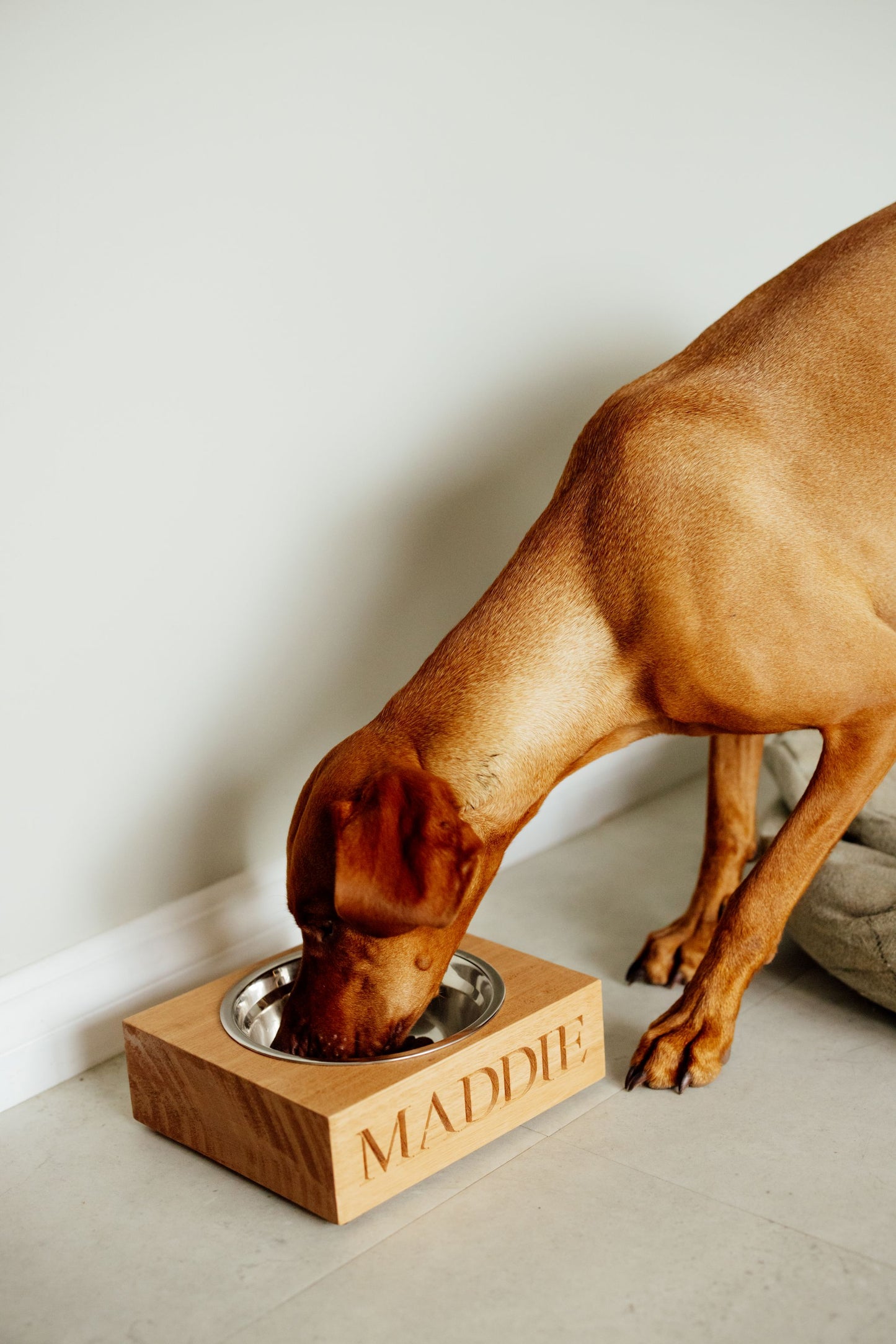 The Single Homestead Hound